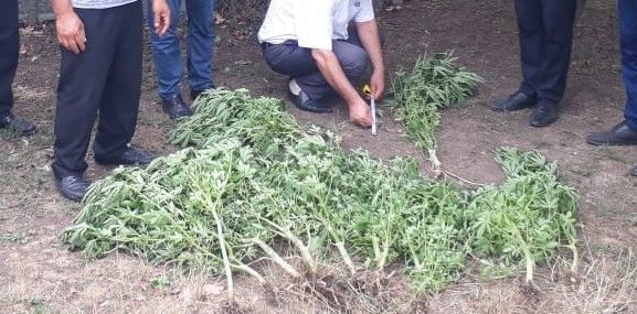 Həyətində narkotik tərkibli bitkilər yetişdirən Masallı sakini saxlanılıb