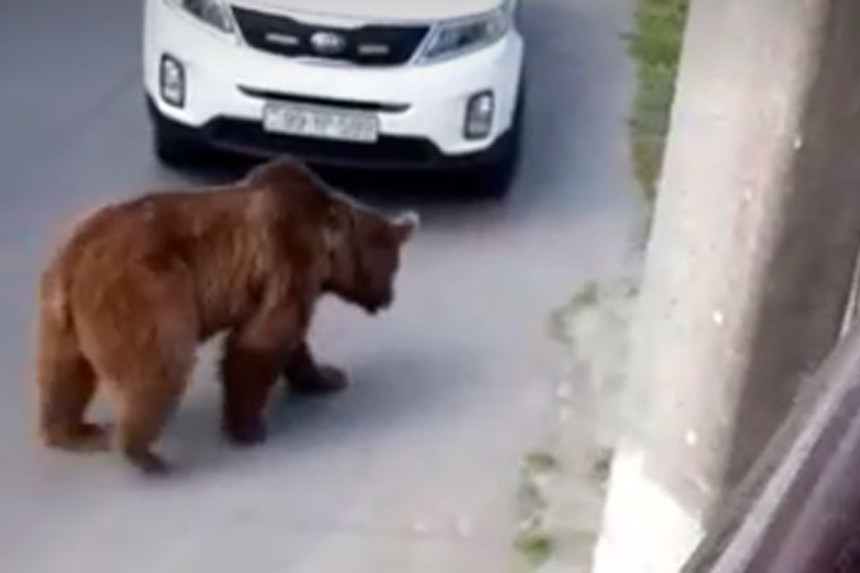 Ayıya görə Bakıdan Şəkiyə mütəxəssislər getdi