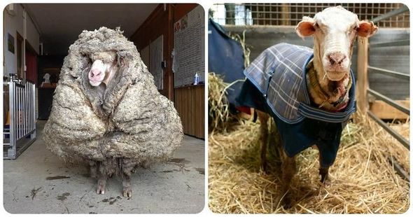 Beş ildir qırxılmayan qoyundan 35 kiloqram yun çıxdı – FOTO/VİDEO