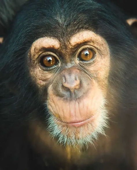 İsveçdə zooparkdan qaçan şimpanzeləri güllələdilər - FOTO