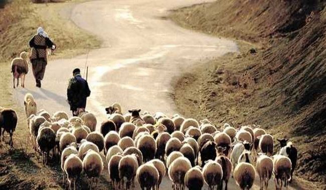 İsmayıllıda yük maşını çobanı vurub, 20-dən çox qoyun tələf olub