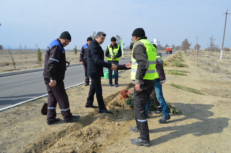 Yazın ilk günü Naftalanda ağacəkmə aksiyası keçirilib - FOTOLAR