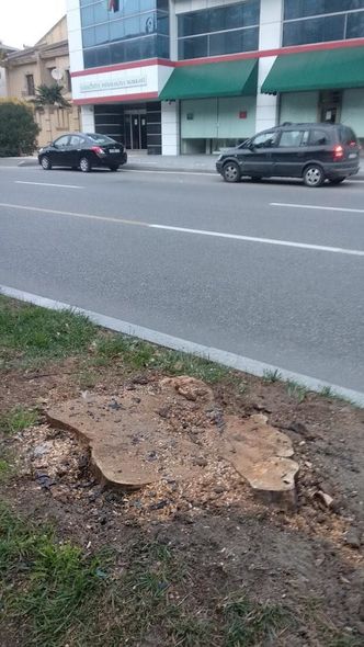 Bakıda Atatürk parkında ağaclar niyə kəsilir? - AÇIQLAMA + FOTO