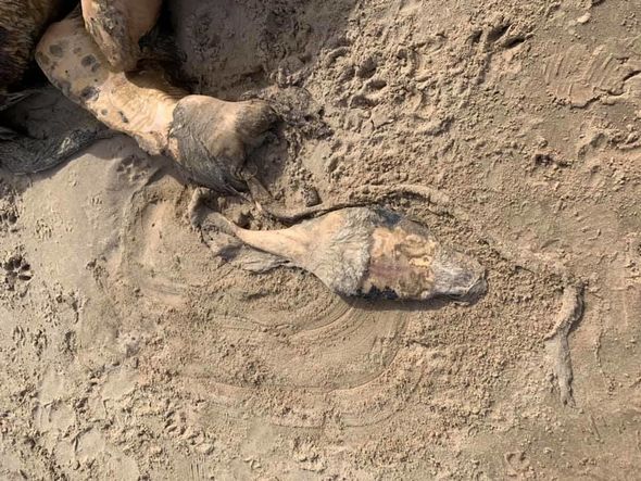Sahildə üzgəcləri və kürkü olan naməlum heyvanın qalıqları tapıldı - FOTO