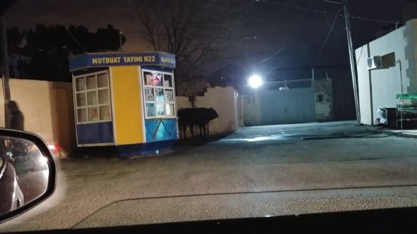Bakıda daha bir iyrənc mənzərə: Qanunsuz ət kəsiminə niyə göz yumulur? - FOTO