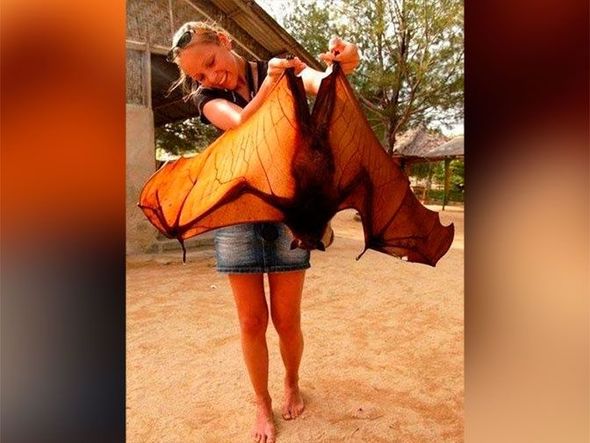 Nəhəng yarasanın görünüşü qorxu yaratdı - FOTO