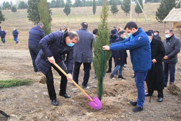 Gəncədə Vətən müharibəsi şəhidlərinin xatirəsinə 2783 ağac əkilib - FOTO