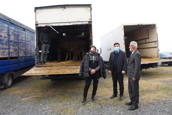 Oğuz və Qəbələdə şəhid ailələri və qazilər üçün təsərrüfatlar yaradıldı - FOTO