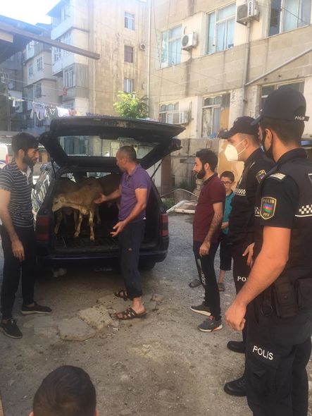 Polis qurbanlıq heyvanların satışının həyata keçirildiyi ərazilərdə reyd keçirdi - FOTO