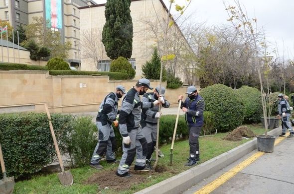Bakıda Atatürk parkında ağaclar niyə kəsilir? - AÇIQLAMA + FOTO