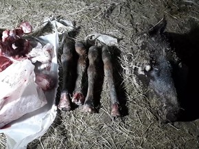 AQTA qanunsuz heyvan kəsimi fəaliyyətinin qarşısını aldı