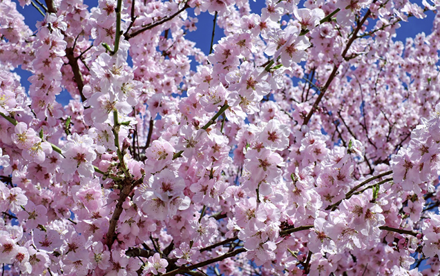 Yaz fəslinin Azərbaycana daxil olacağı vaxt açıqlandı