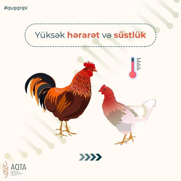 Quş qripi ilə bağlı nələrə diqqət edilməlidir?