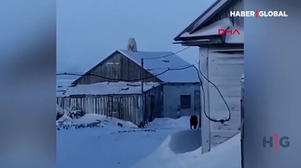 Rusiyada ağ ayı evin damına çıxdı – VİDEO