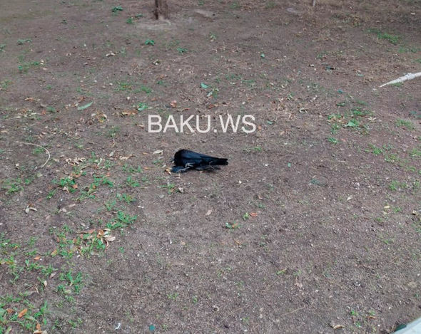 Bakıda qarğalar niyə kütləvi şəkildə ölür? - FOTO