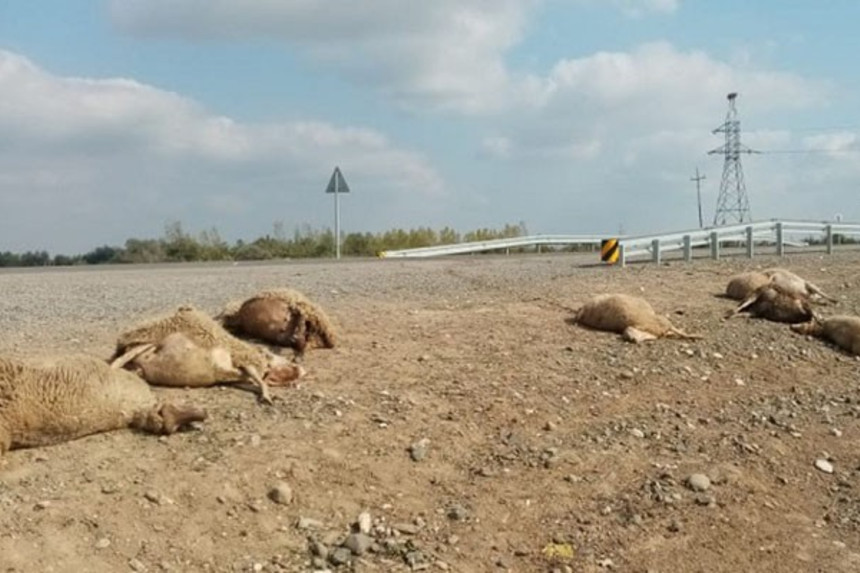 "Kamaz" sürüyə çırpıldı, çoban yaralandı, 23 qoyun tələf oldu
