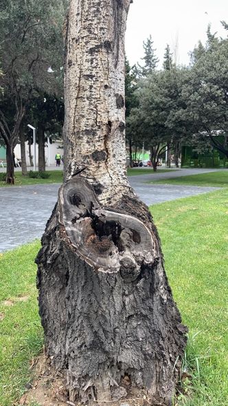 Bakıda Atatürk parkında ağaclar niyə kəsilir? - AÇIQLAMA + FOTO