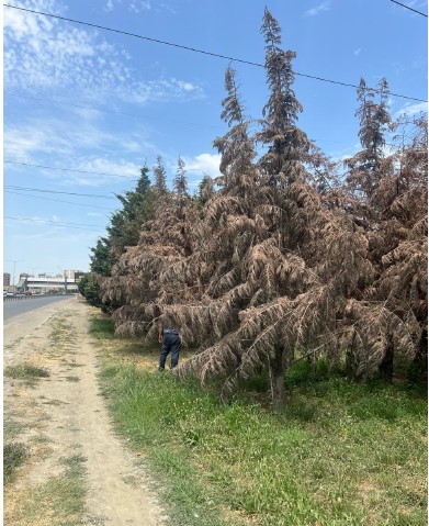 Abşeron rayonunda qurumuş ağaclar yol kənarlarından götürüləcək - FOTOLAR