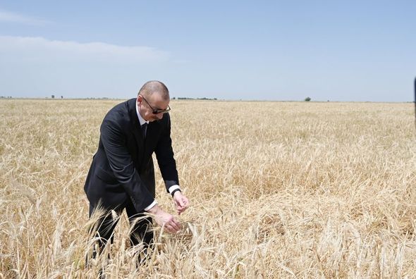 Prezident Ağcabədidə taxıl biçininə başlanması mərasimində iştirak edib - YENİLƏNİB+FOTO