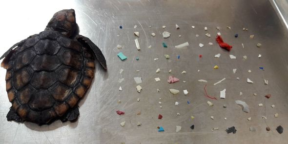 Avstraliya sahilində plastikdən zəhərlənən yüzlərlə tısbağa balası tapılıb - FOTO