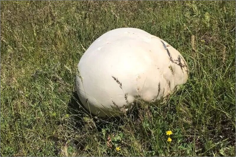 Çəmənlikdə 