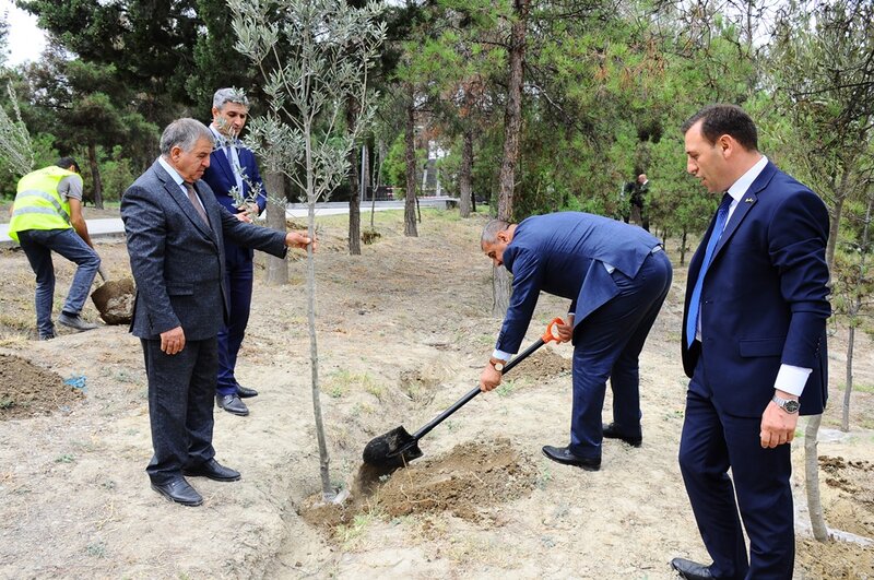 Naftalanda Anım Günü ilə əlaqədar ağacəkmə aksiyası keçirilib - FOTOLAR