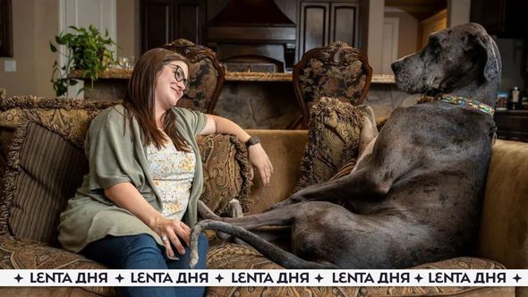 Dünyanın ən hündür iti ölüb - FOTO