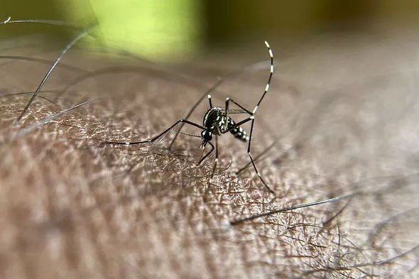Fransada virus daşıyan ağcaqanad həyəcanı: Yollar bağlandı, sakinlərə 