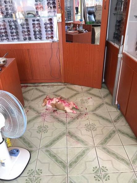 İki aylıq küçük "qanlı ölümü" ilə öz sahibini qorxutdu – FOTO