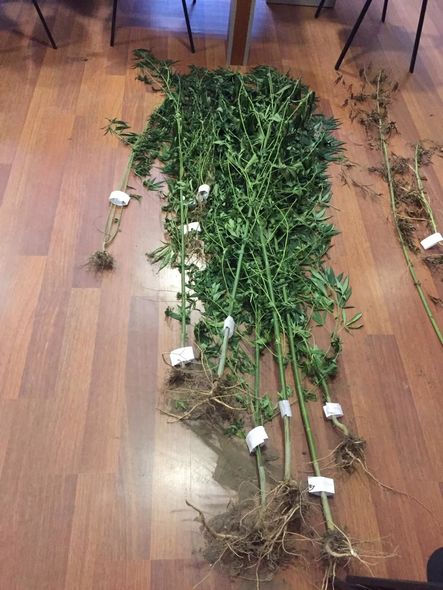 Samuxda narkotik yetişdirən şəxs saxlanıldı - FOTO