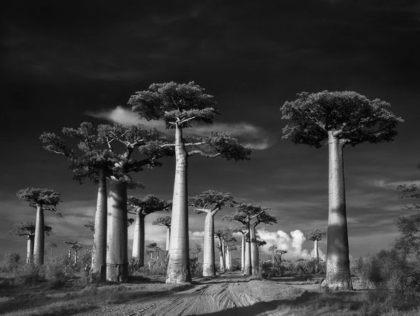 Planetin ən yaşlı ağaclarını çəkmək üçün 14 ilini sərf etdi - FOTO