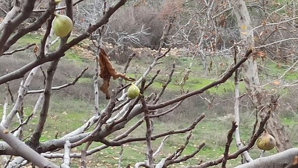 Türkiyədə zəlzələ bölgəsində maraqlı hadisə: Soyuq havaya dözümsüz meyvə ağacı qışda bar verdi - FOTO