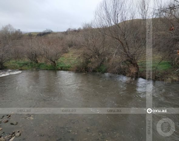Ermənilər Bəsitçayda çinar ağaclarını məhv ediblər - FOTOREPORTAJ