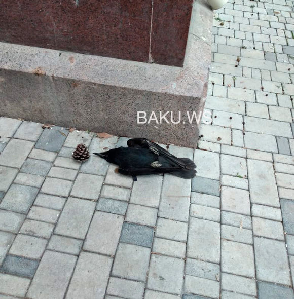 Bakıda qarğalar niyə kütləvi şəkildə ölür? - FOTO