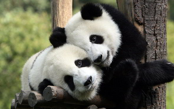 Pandalar yox olmaqdan qurtuldu