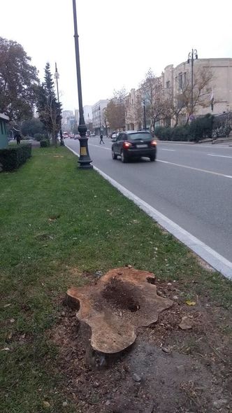 Bakıda Atatürk parkında ağaclar niyə kəsilir? - AÇIQLAMA + FOTO