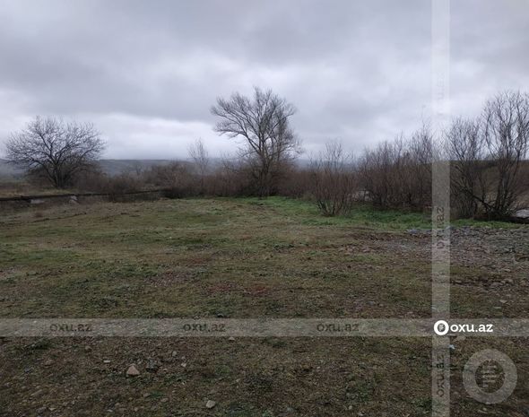 Ermənilər Bəsitçayda çinar ağaclarını məhv ediblər - FOTOREPORTAJ