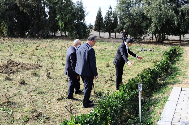 Naftalanda yaşıllaşdırma işləri davam etdirilir - FOTOLAR