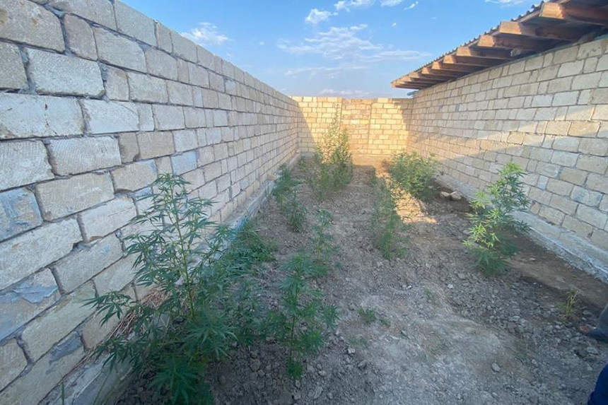 Kürdəmirdə çətənə bitkisi yetişdirən şəxs saxlanılıb