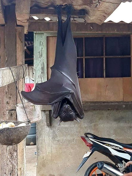 Nəhəng yarasanın görünüşü qorxu yaratdı - FOTO