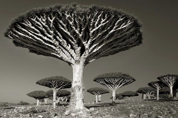 Planetin ən yaşlı ağaclarını çəkmək üçün 14 ilini sərf etdi - FOTO