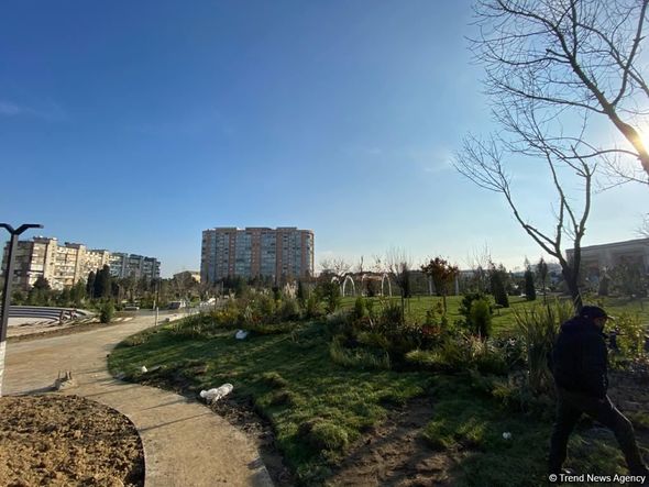 Bakıda salınan yeni parkın 70 faizi meşə zonası olacaq - FOTO