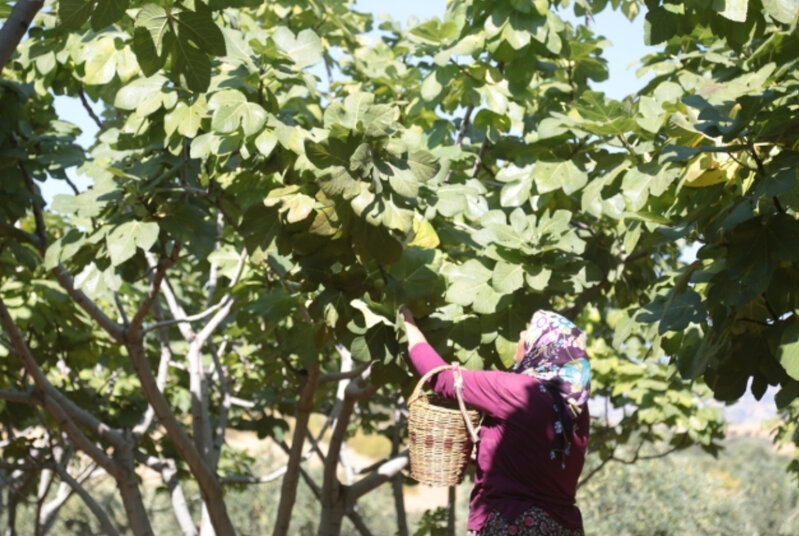 Türkiyədə zəlzələ bölgəsində maraqlı hadisə: Soyuq havaya dözümsüz meyvə ağacı qışda bar verdi - FOTO