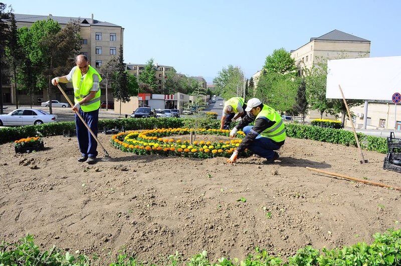 Naftalanda yaşıllaşdırma işləri davam etdirilir - FOTOLAR