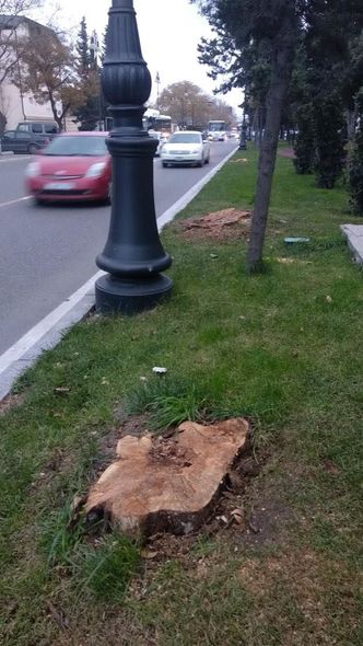 Bakıda Atatürk parkında ağaclar niyə kəsilir? - AÇIQLAMA + FOTO