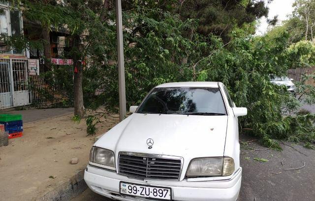 Bakıda 3 nəfərin üzərinə çinar ağacı aşdı