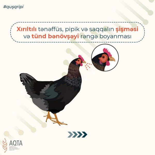 Quş qripi ilə bağlı nələrə diqqət edilməlidir?