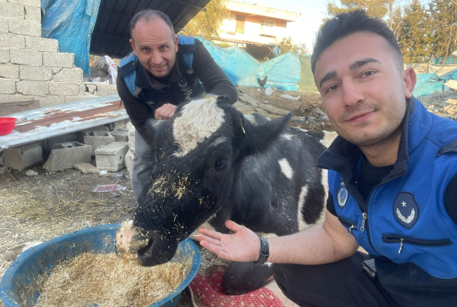 Dağıntılar altında qalan inək 17 gündən sonra xilas edildi - FOTO