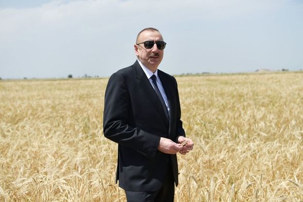 Prezident Ağcabədidə taxıl biçininə başlanması mərasimində iştirak edib - YENİLƏNİB+FOTO