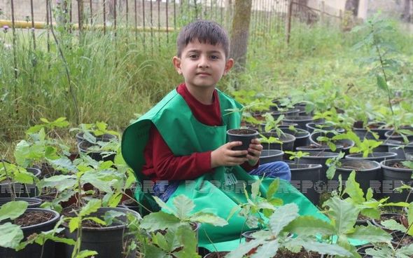 Biləsuvarda "1001 palıd" layihəsi icra edilib - FOTO